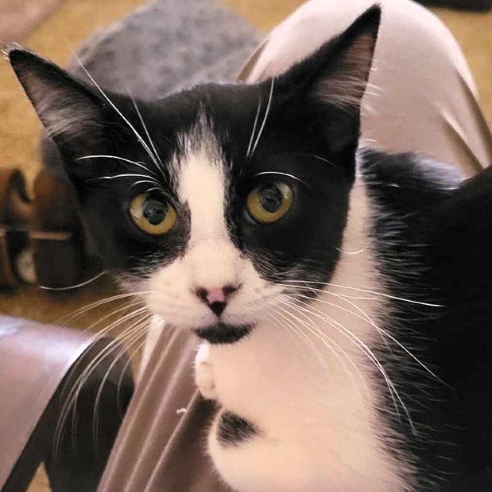 Enlarge Harriet, a Adoptable Domestic Short Hair in Shawnee, KS image 6/6