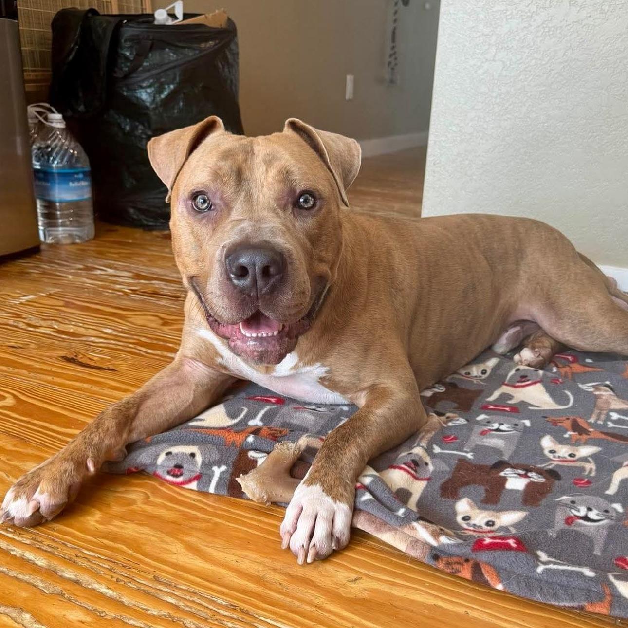 Enlarge Brutus, a Adoptable American Staffordshire Terrier in Salem, NH image 1/5