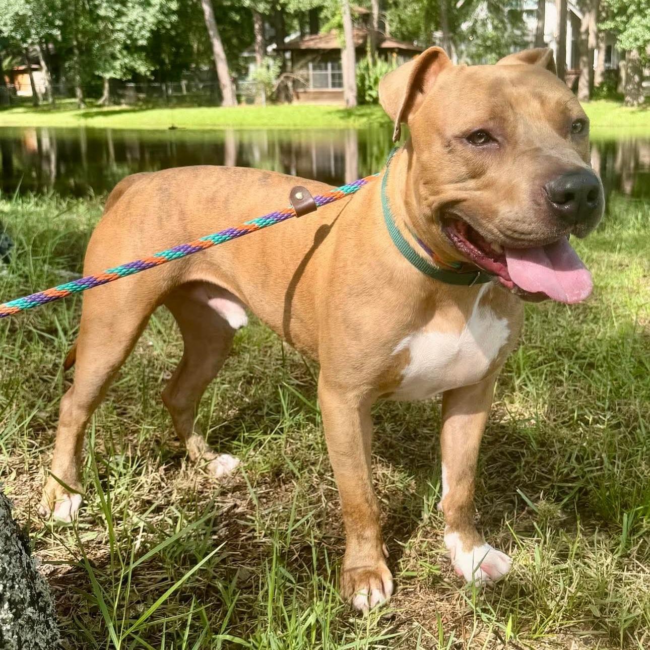 Enlarge Brutus, a Adoptable American Staffordshire Terrier in Salem, NH image 2/5