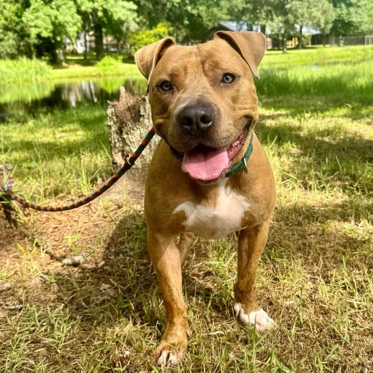 Enlarge Brutus, a Adoptable American Staffordshire Terrier in Salem, NH image 3/5