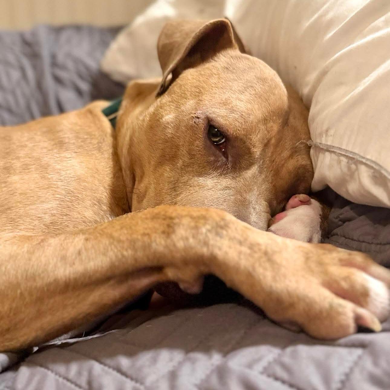 Enlarge Brutus, a Adoptable American Staffordshire Terrier in Salem, NH image 4/5