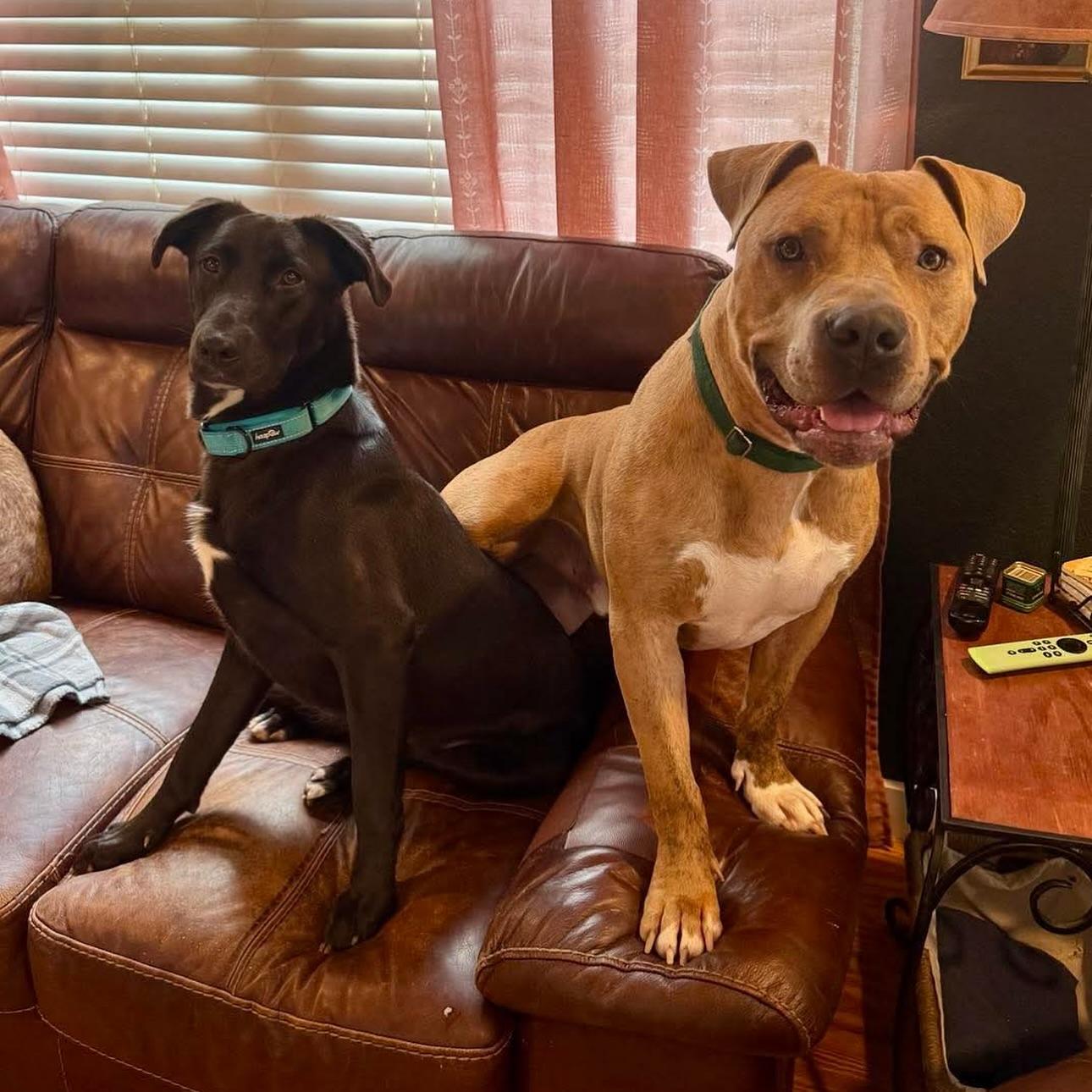 Enlarge Brutus, a Adoptable American Staffordshire Terrier in Salem, NH image 5/5