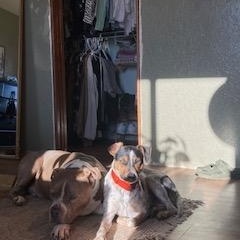 Tyson, a ADOPTABLE Pit Bull Terrier in Yakima, WA image 5/6