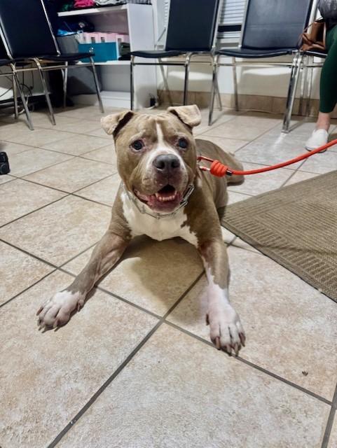 Tyson, a ADOPTABLE Pit Bull Terrier in Yakima, WA image 4/6