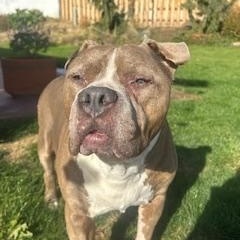 Tyson, a ADOPTABLE Pit Bull Terrier in Yakima, WA image 3/6