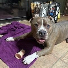 Tyson, ADOPTABLE, Senior Male Pit Bull Terrier.