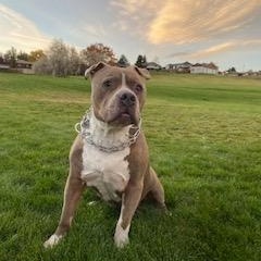 Tyson, a ADOPTABLE Pit Bull Terrier in Yakima, WA image 2/6