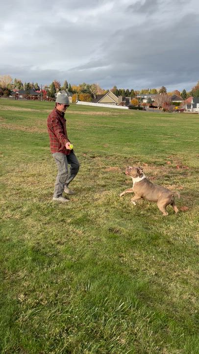 Enlarge Tyson, a ADOPTABLE Pit Bull Terrier in Yakima, WA video 6/6