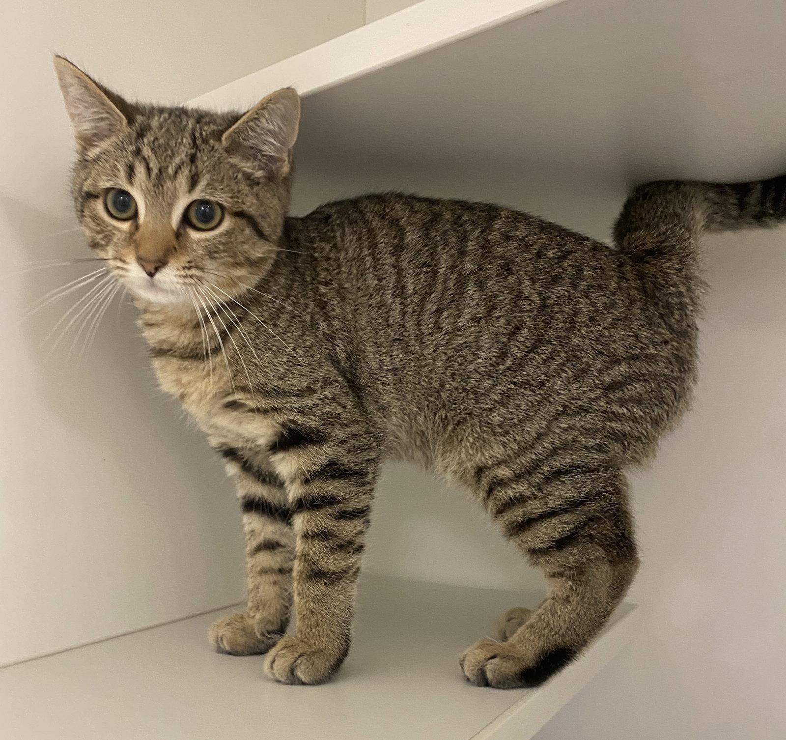 Enlarge Barbie, a Adopted Domestic Short Hair in Satellite Beach, FL image 1/1