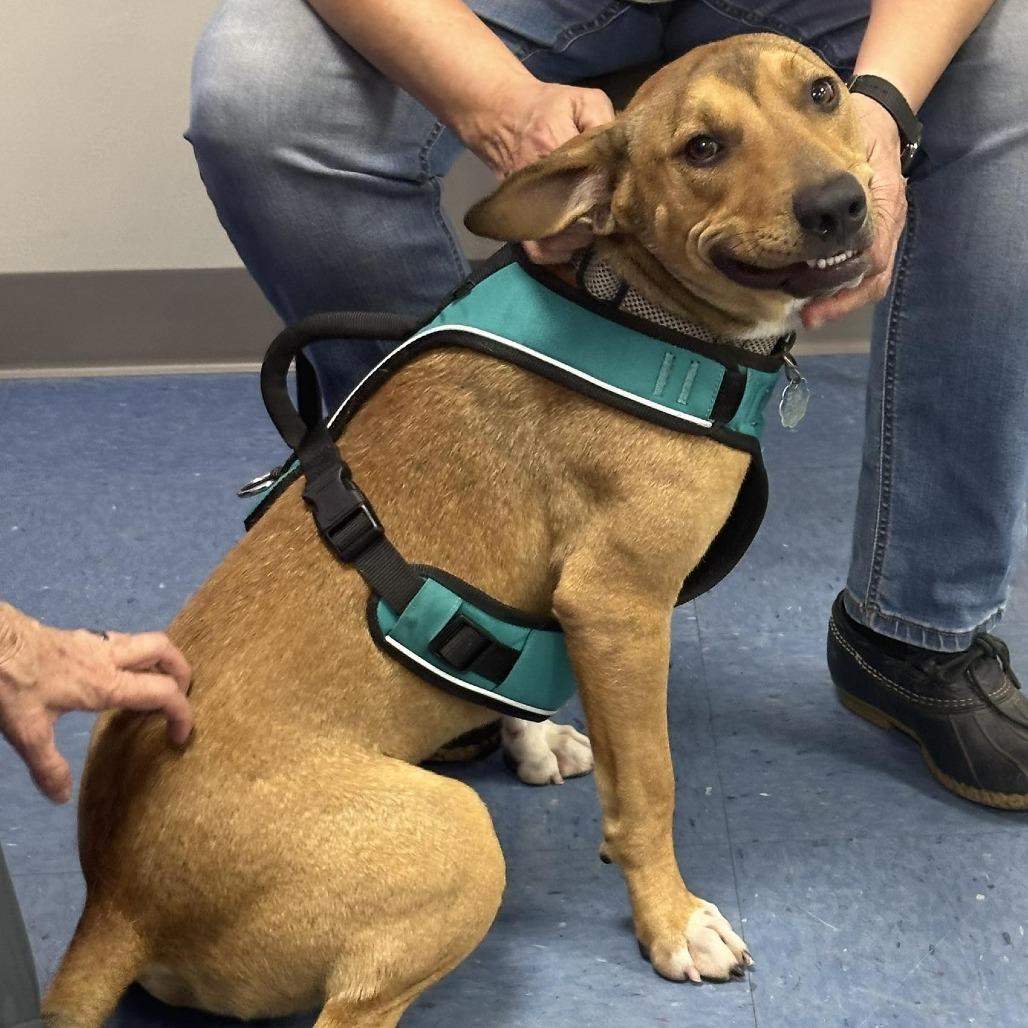 Buzzy Aldrin, a Adoptable Mixed Breed in Gainesville, FL image 1/6