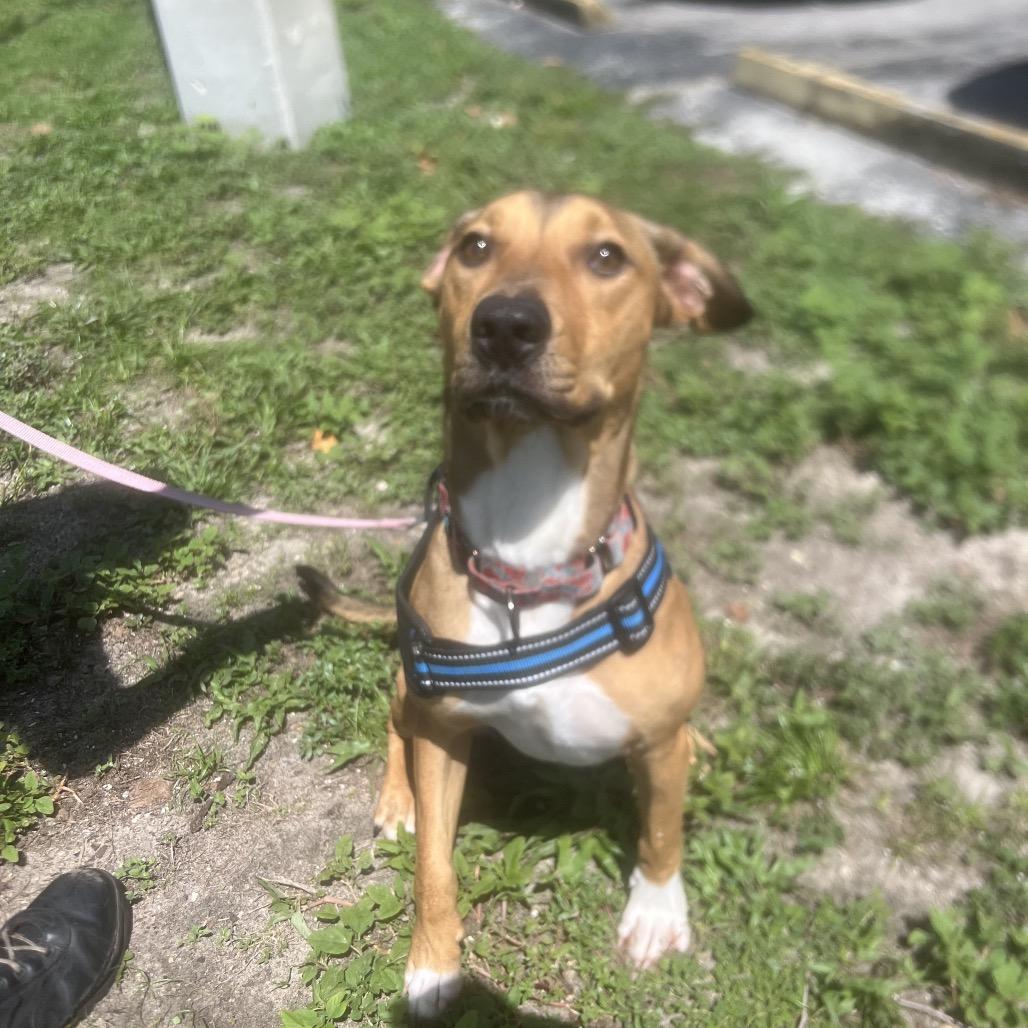 Enlarge Buzzy Aldrin, a Adoptable Mixed Breed in Gainesville, FL image 2/6