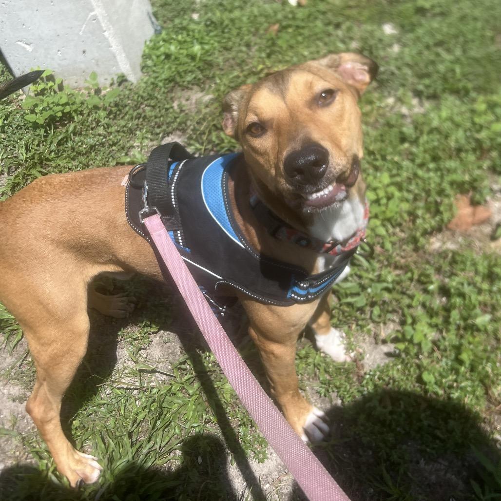 Buzzy Aldrin, a Adoptable Mixed Breed in Gainesville, FL image 2/6