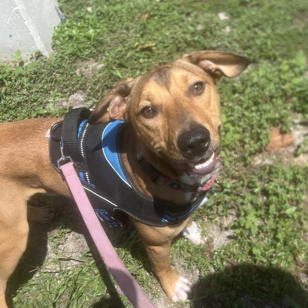 Buzzy Aldrin, a Adoptable Mixed Breed in Gainesville, FL image 3/6