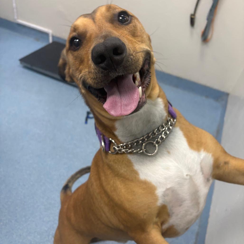 Enlarge Buzzy Aldrin, a Adoptable Mixed Breed in Gainesville, FL image 4/6