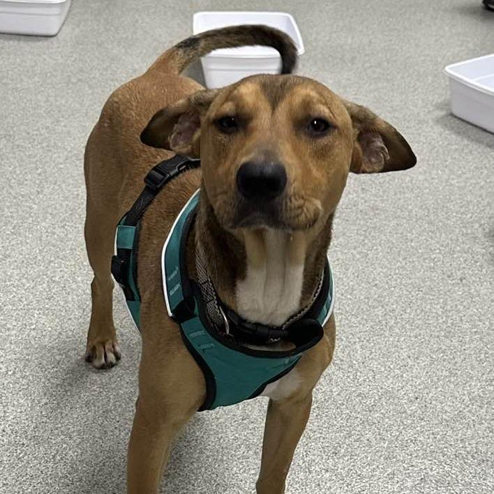 Buzzy Aldrin, a Adoptable Mixed Breed in Gainesville, FL image 4/6