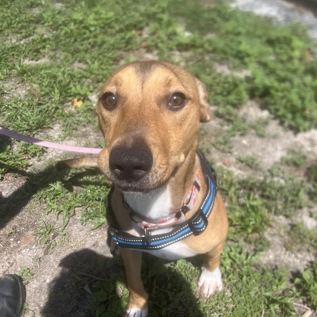 Buzzy Aldrin, a Adoptable Mixed Breed in Gainesville, FL image 5/6