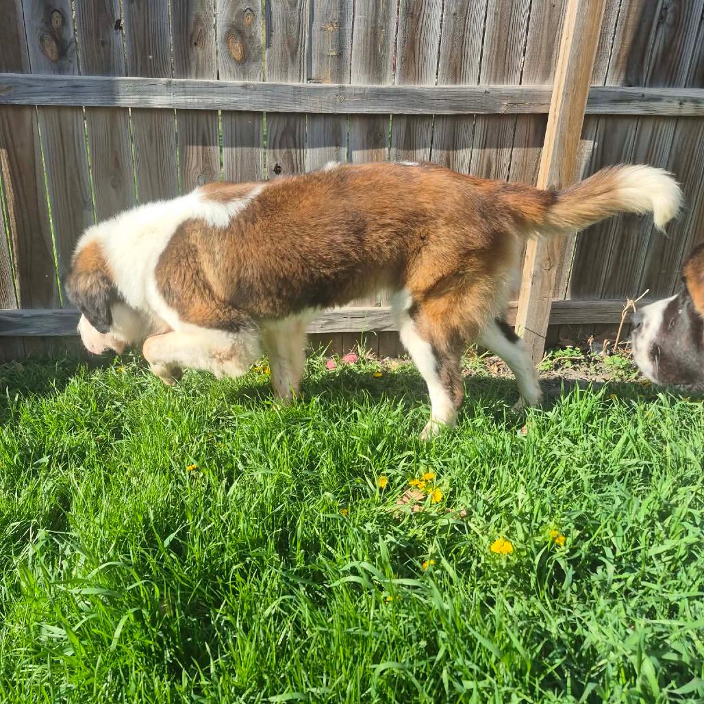 Anomander, Adoptable, Adult Male Saint Bernard.