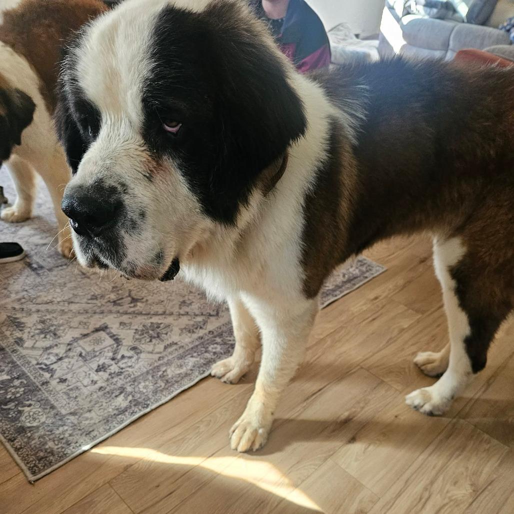 Enlarge Anomander, a Adoptable Saint Bernard in Boone, IA image 2/4