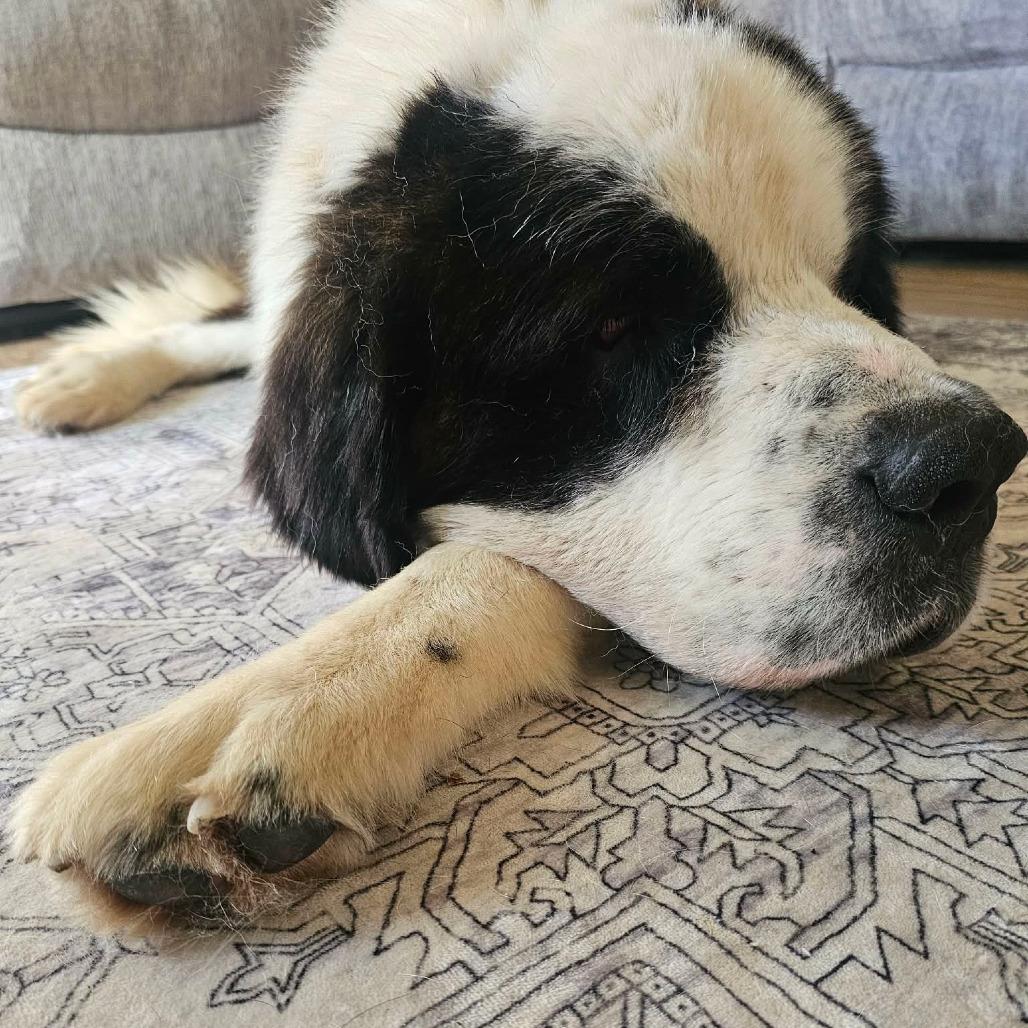 Enlarge Anomander, a Adoptable Saint Bernard in Boone, IA image 3/4