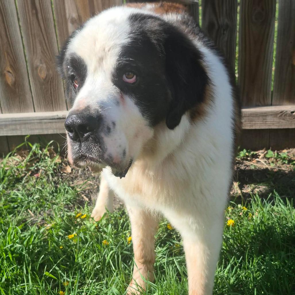 Enlarge Anomander, a Adoptable Saint Bernard in Boone, IA image 4/4