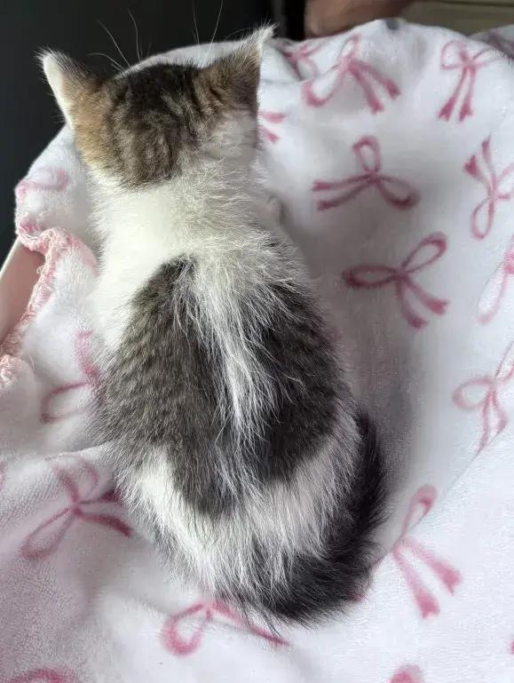 Enlarge Chipper, a Adoptable Domestic Short Hair in Grand Rapids, MI image 1/6