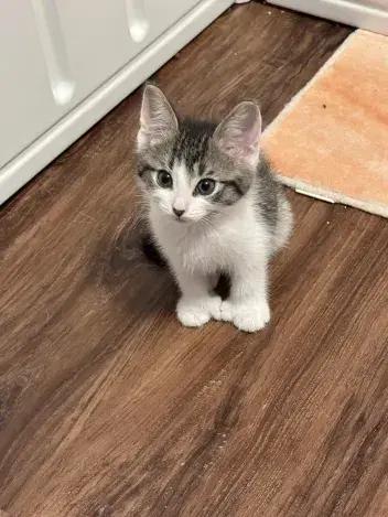 Enlarge Chipper, a Adoptable Domestic Short Hair in Grand Rapids, MI image 2/6