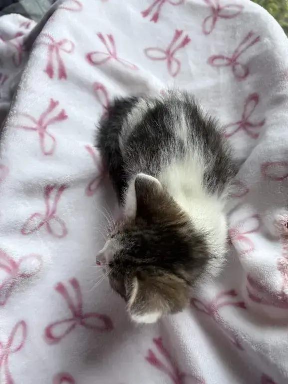 Enlarge Chipper, a Adoptable Domestic Short Hair in Grand Rapids, MI image 3/6