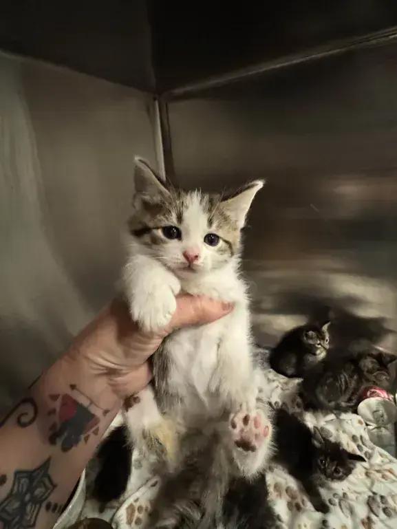 Enlarge Chipper, a Adoptable Domestic Short Hair in Grand Rapids, MI image 4/6