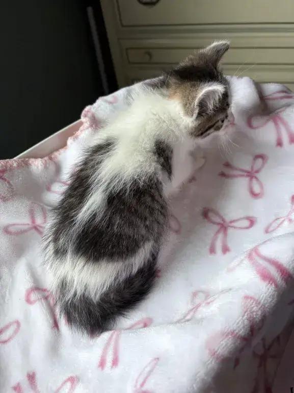 Enlarge Chipper, a Adoptable Domestic Short Hair in Grand Rapids, MI image 5/6