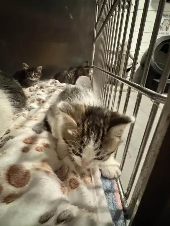 Enlarge Chipper, a Adoptable Domestic Short Hair in Grand Rapids, MI image 6/6