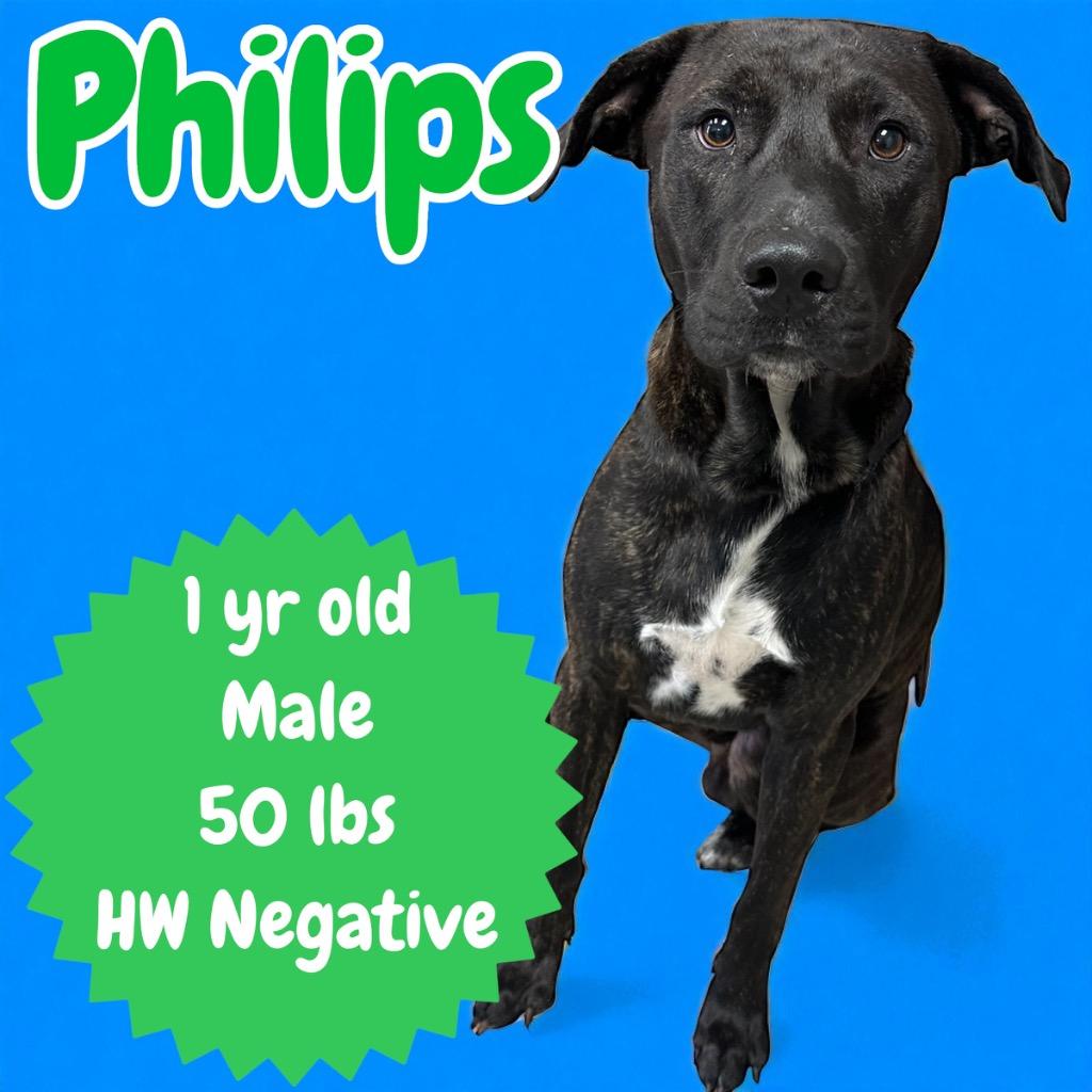 Enlarge Philips, a Adoptable mixed breed in Sorrento, LA image 1/2