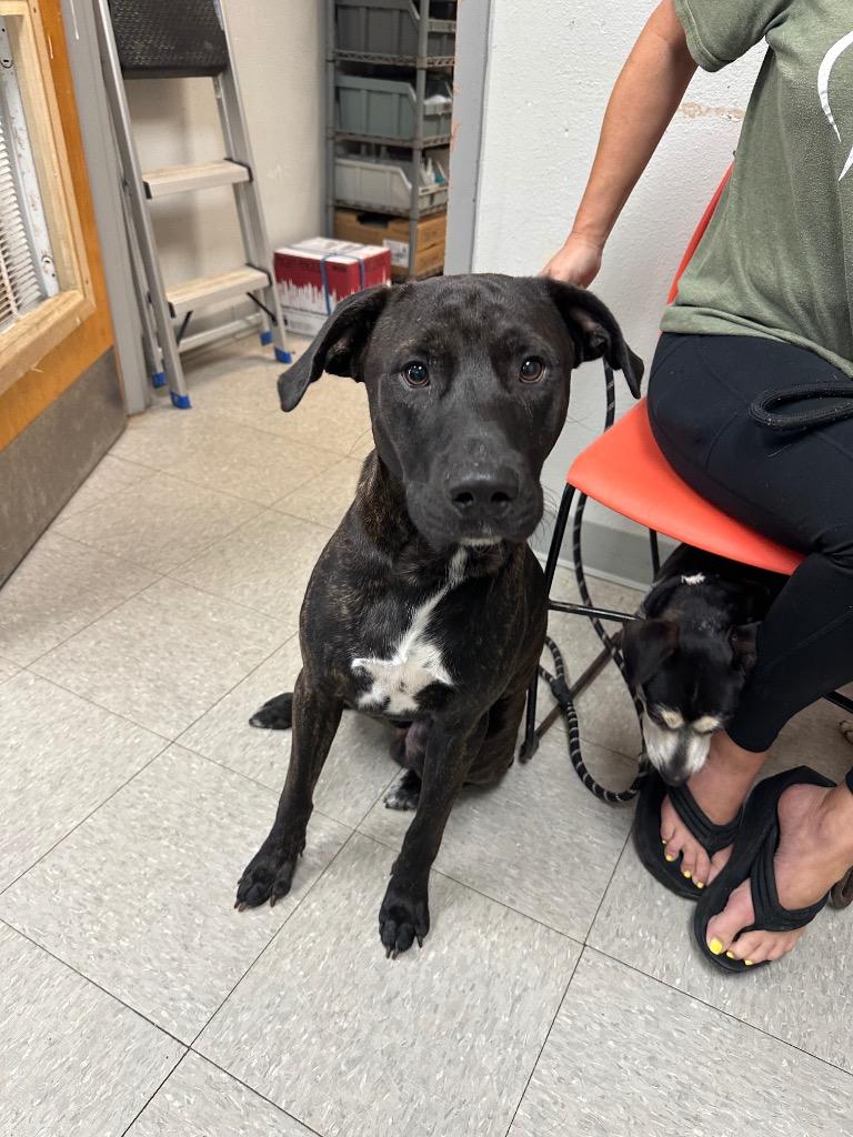 Enlarge Philips, a Adoptable mixed breed in Sorrento, LA image 2/2