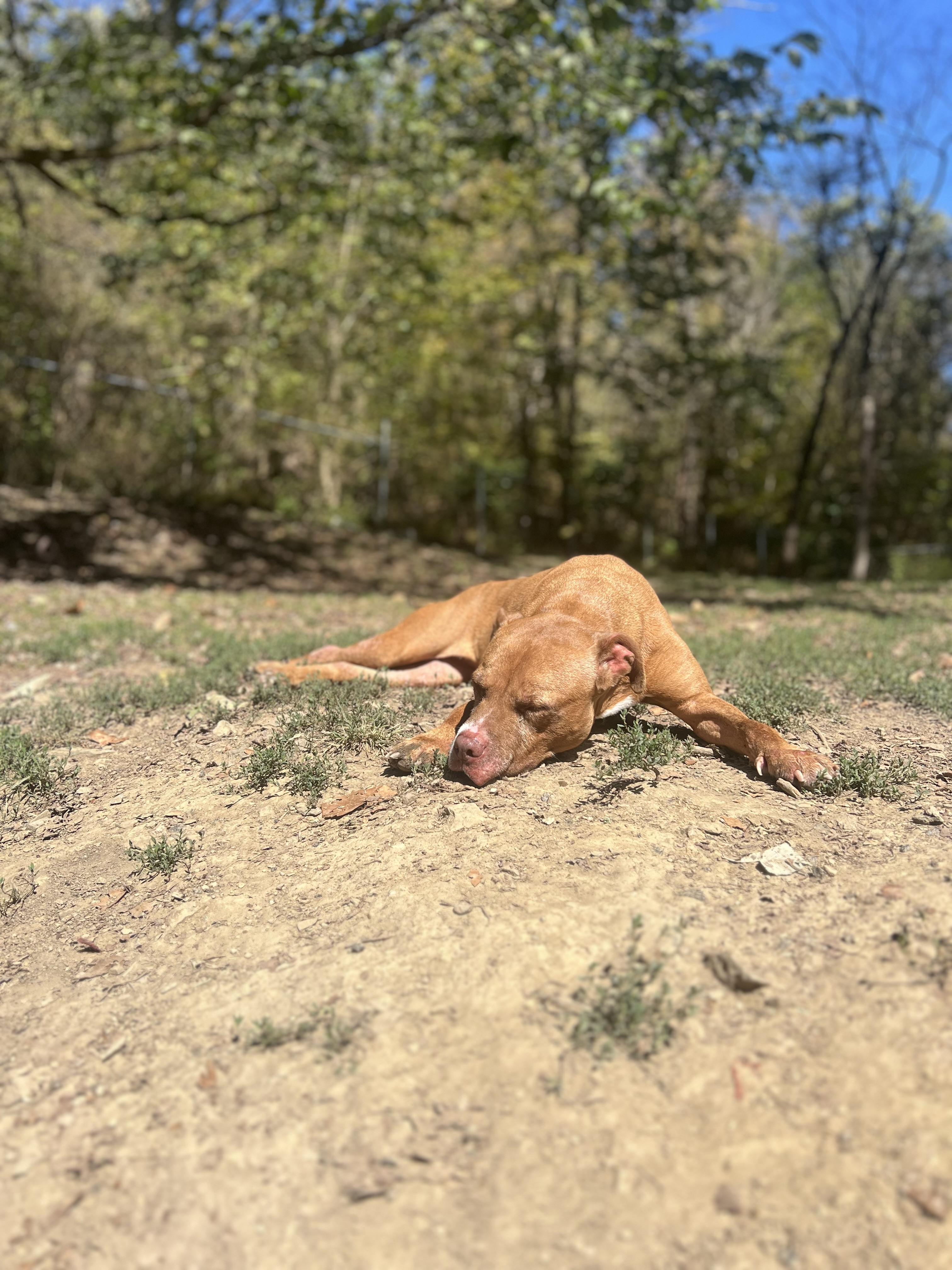 Enlarge Kita, a Adoptable mixed breed in North Huntingdon, PA image 2/3