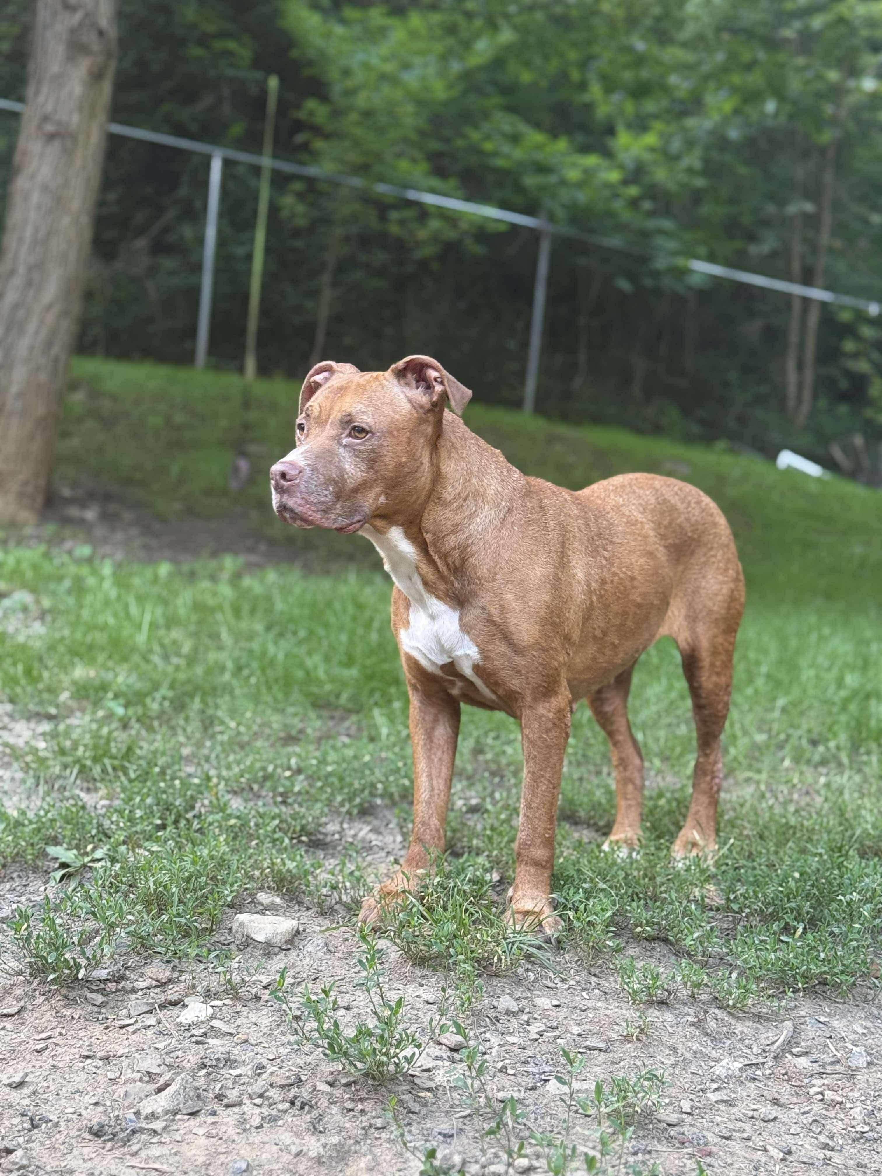 Kita, Adoptable, Senior Female Pit Bull Terrier.