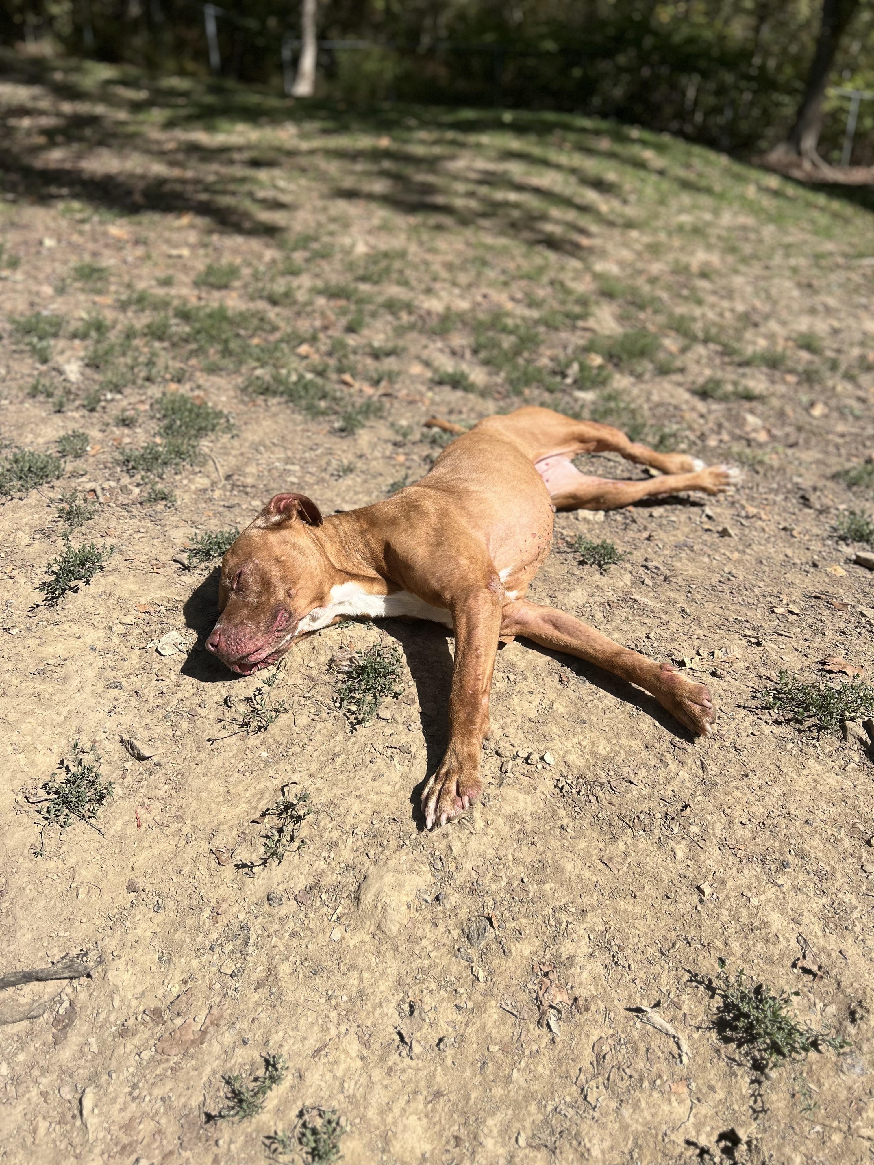 Enlarge Kita, a Adoptable mixed breed in North Huntingdon, PA image 3/3