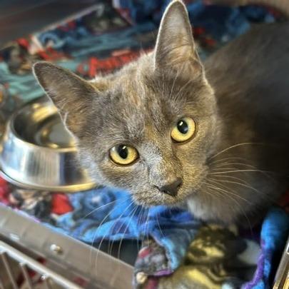 Dusty, Adoptable, Young Female Domestic Short Hair.
