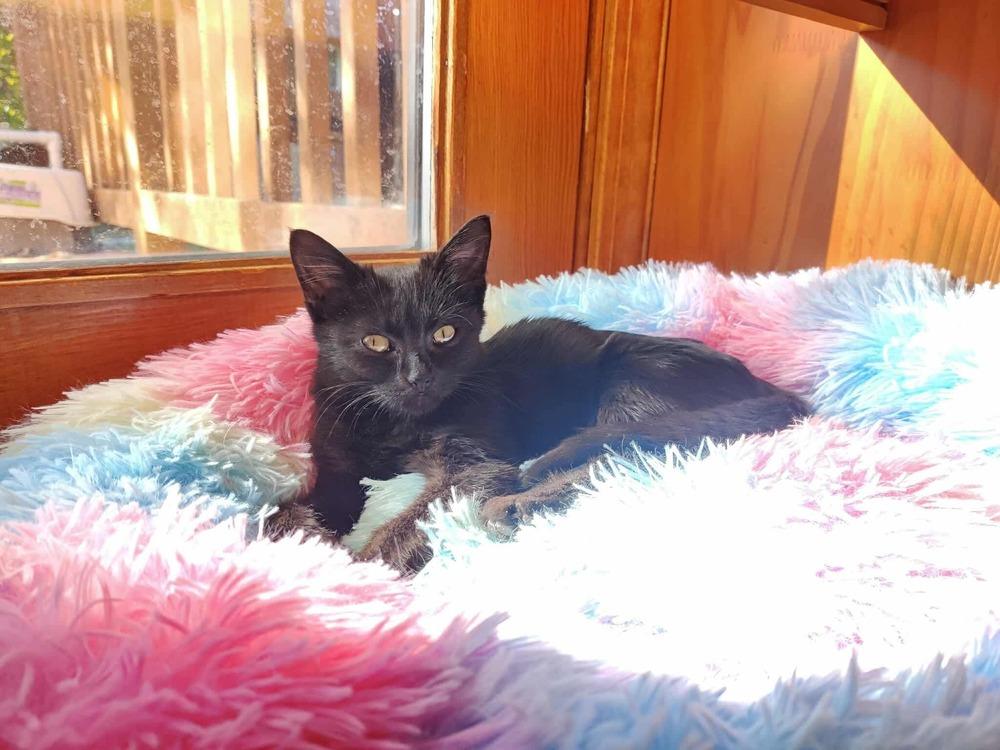 **Cat Cafe** Biscuit Betty, a Adoptable Domestic Short Hair in Topeka, KS image 1/4