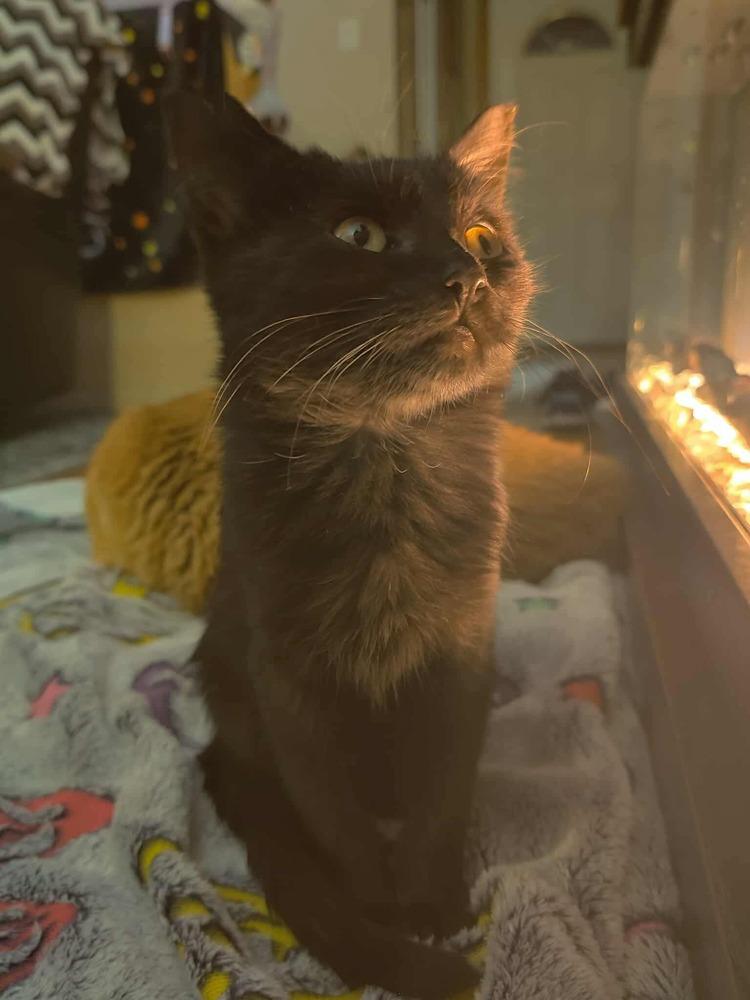 **Cat Cafe** Biscuit Betty, a Adoptable Domestic Short Hair in Topeka, KS image 2/4