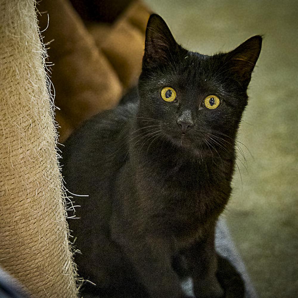 **Cat Cafe** Biscuit Betty, a Adoptable Domestic Short Hair in Topeka, KS image 3/4