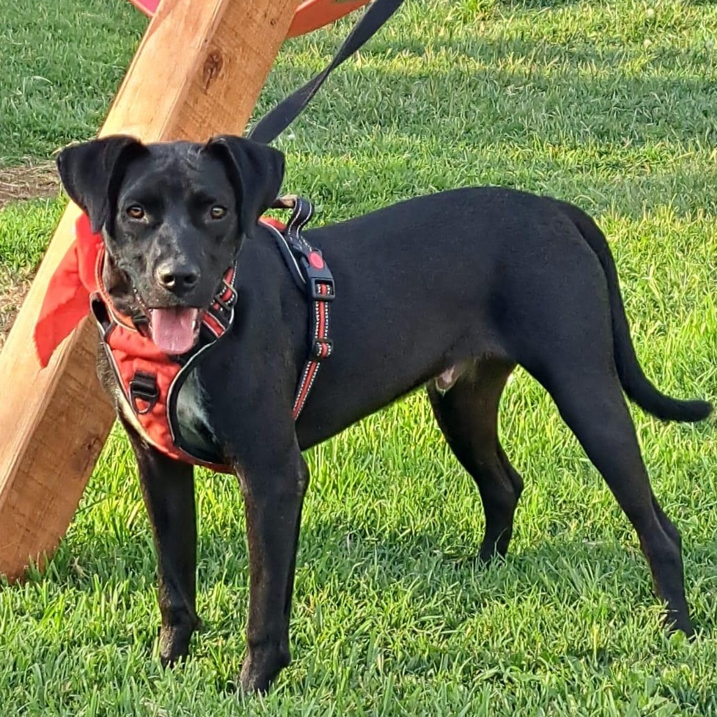 Memin, a Adoptable mixed breed in San Diego, CA image 2/6