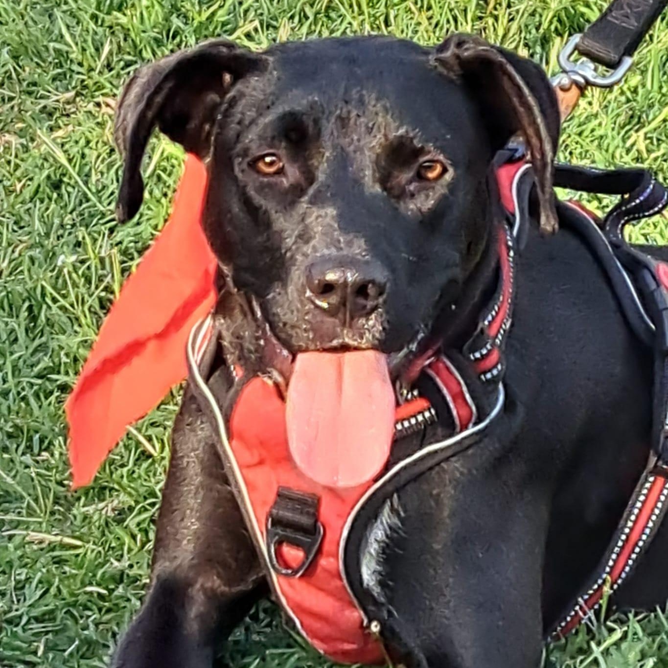 Memin, a Adoptable mixed breed in San Diego, CA image 3/6