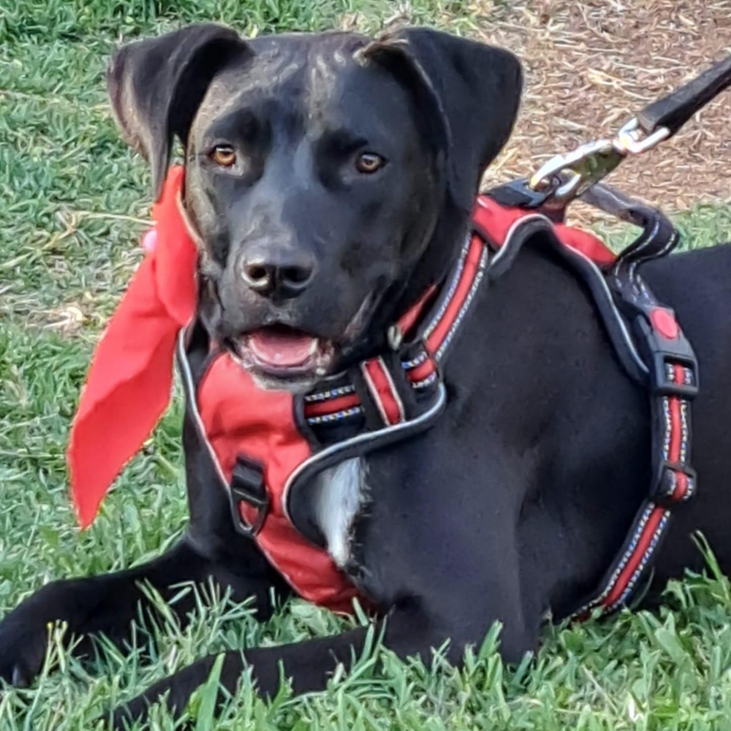 Memin, Adoptable, Young Male American Staffordshire Terrier & Black Labrador Retriever.