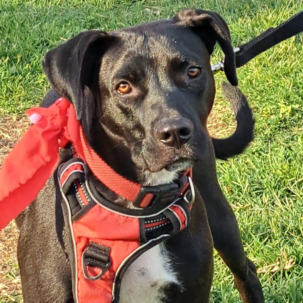 Memin, a Adoptable mixed breed in San Diego, CA image 4/6