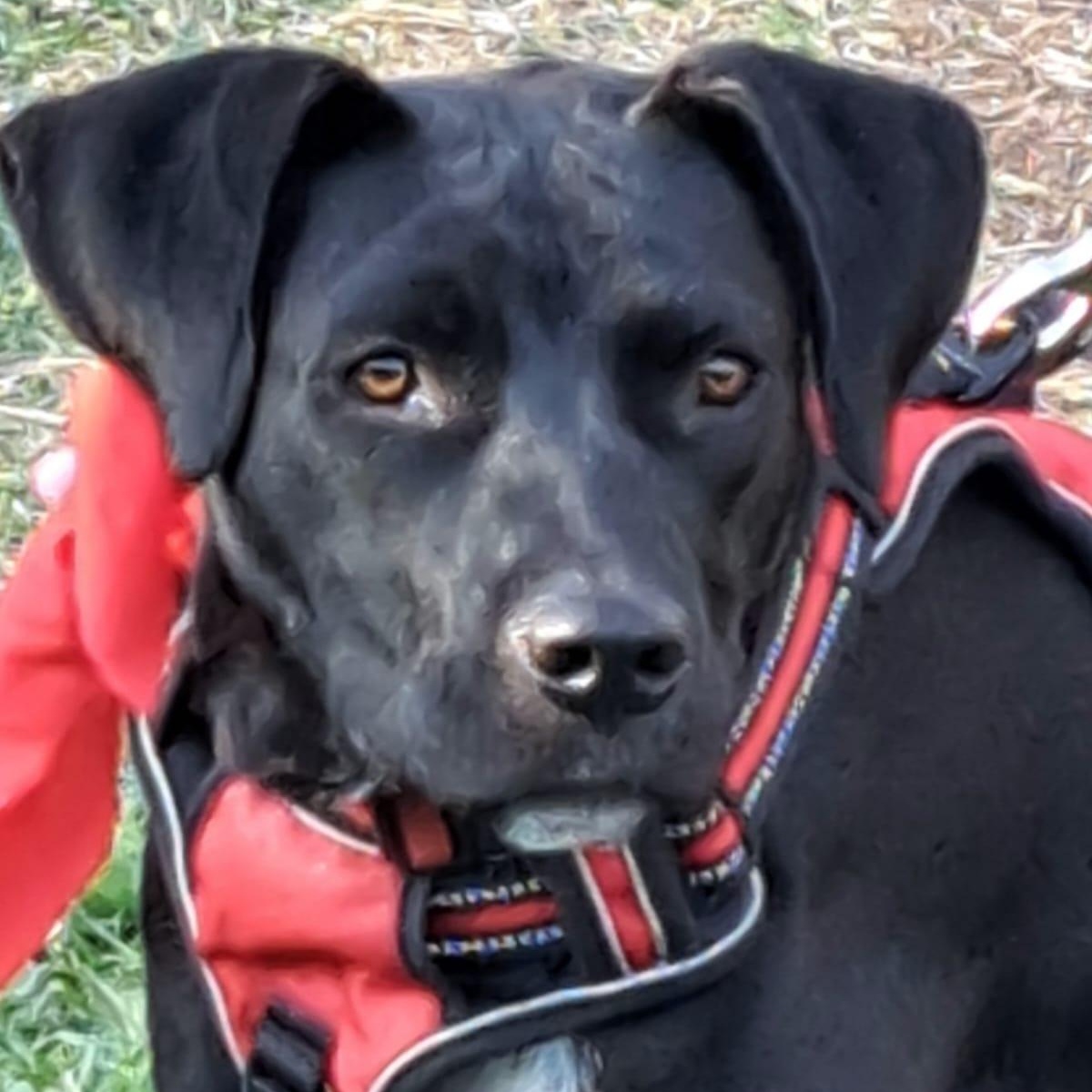 Memin, a Adoptable mixed breed in San Diego, CA image 5/6