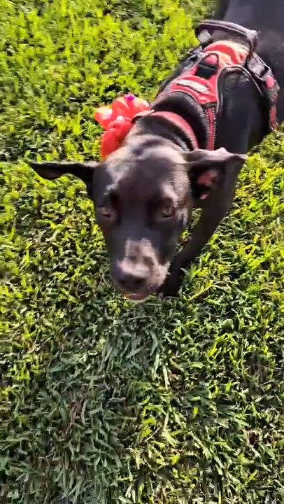 Enlarge Memin, a Adoptable mixed breed in San Diego, CA video 6/6