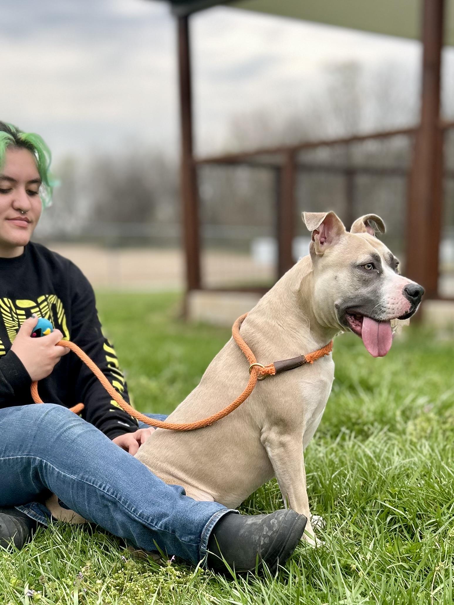 Enlarge Apollo, a ADOPTABLE Mixed Breed in Franklin, KY image 5/6