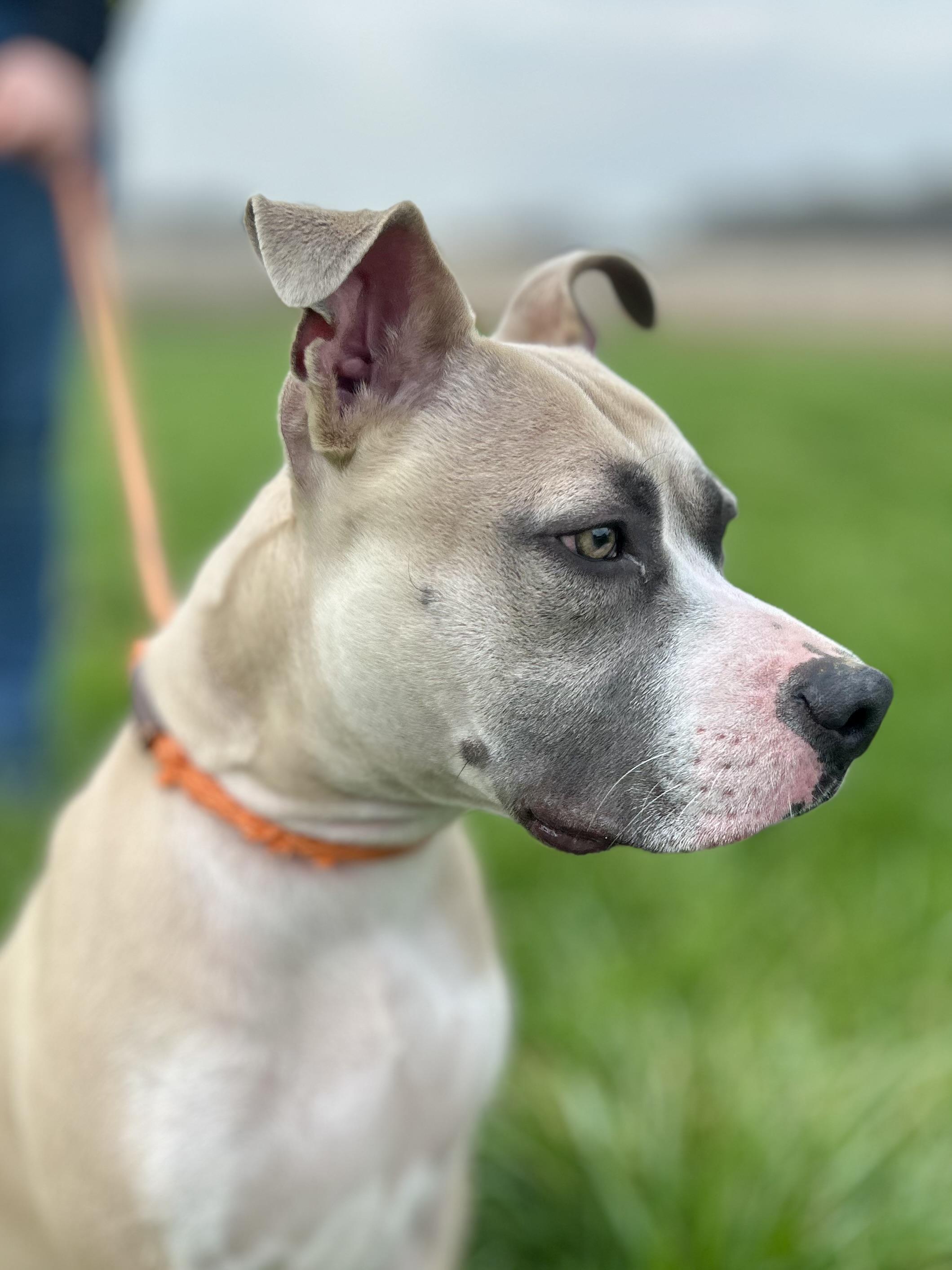 Enlarge Apollo, a ADOPTABLE Mixed Breed in Franklin, KY image 3/6