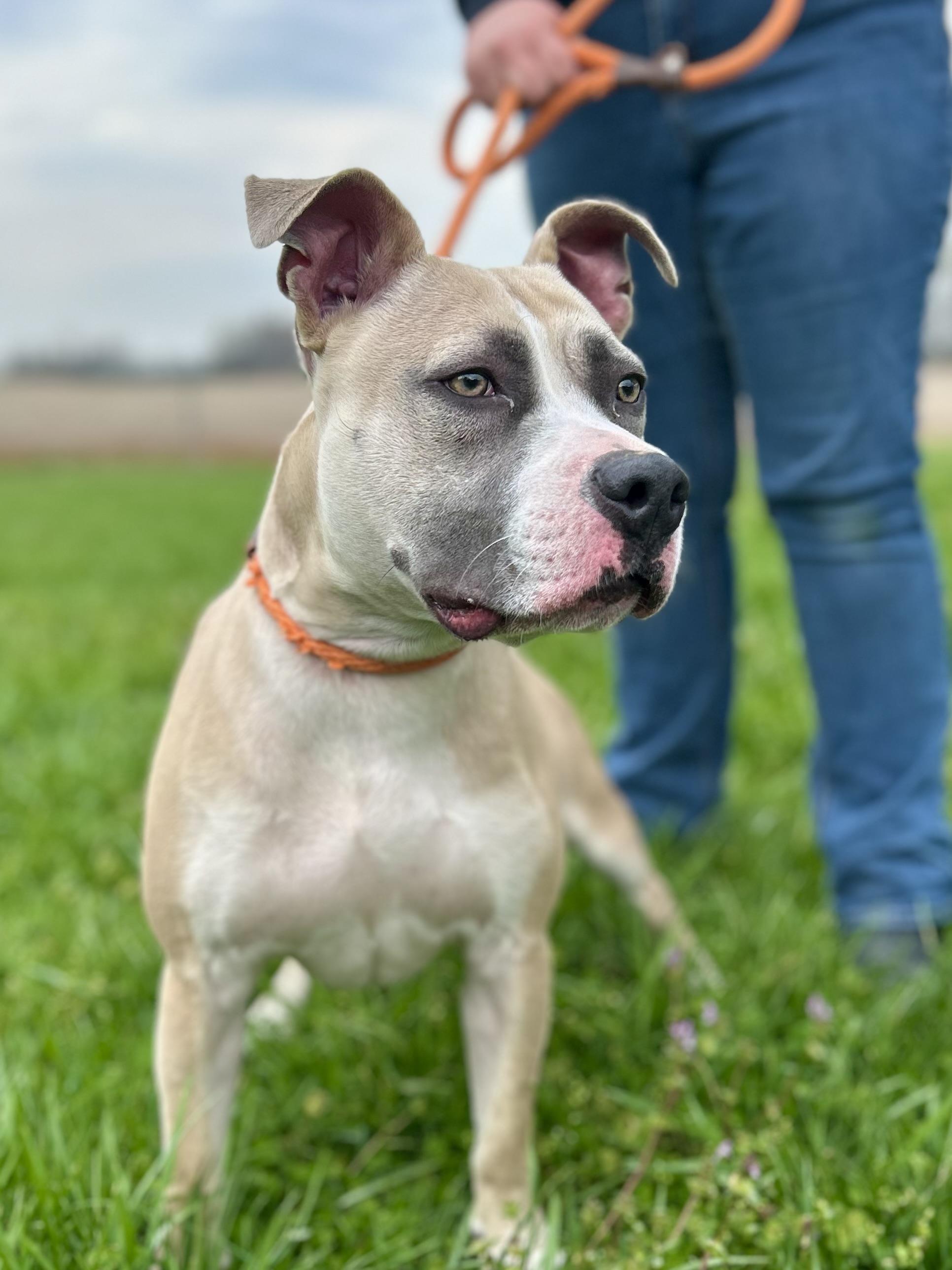 Enlarge Apollo, a ADOPTABLE Mixed Breed in Franklin, KY image 6/6