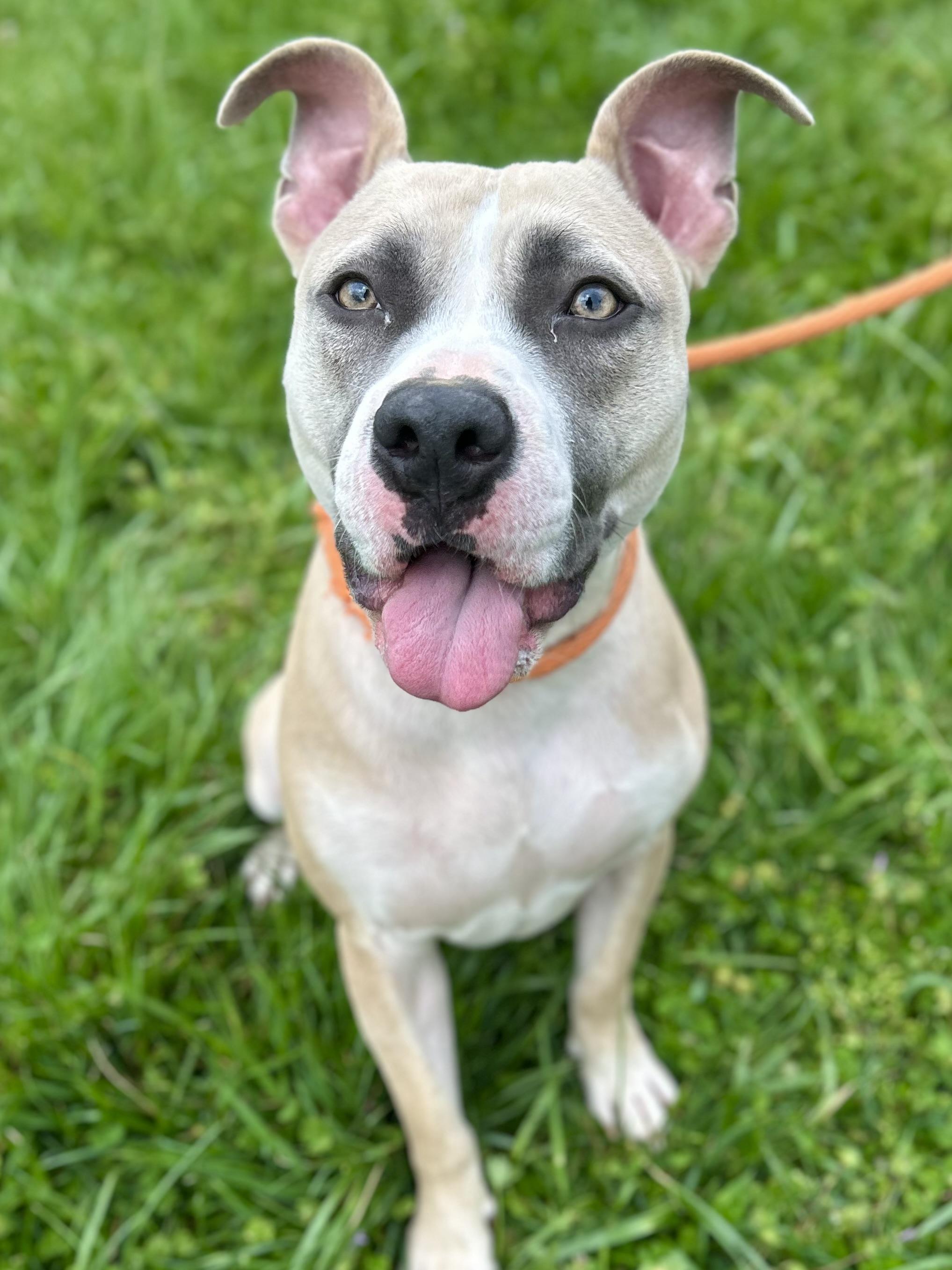 Enlarge Apollo, a ADOPTABLE Mixed Breed in Franklin, KY image 2/6