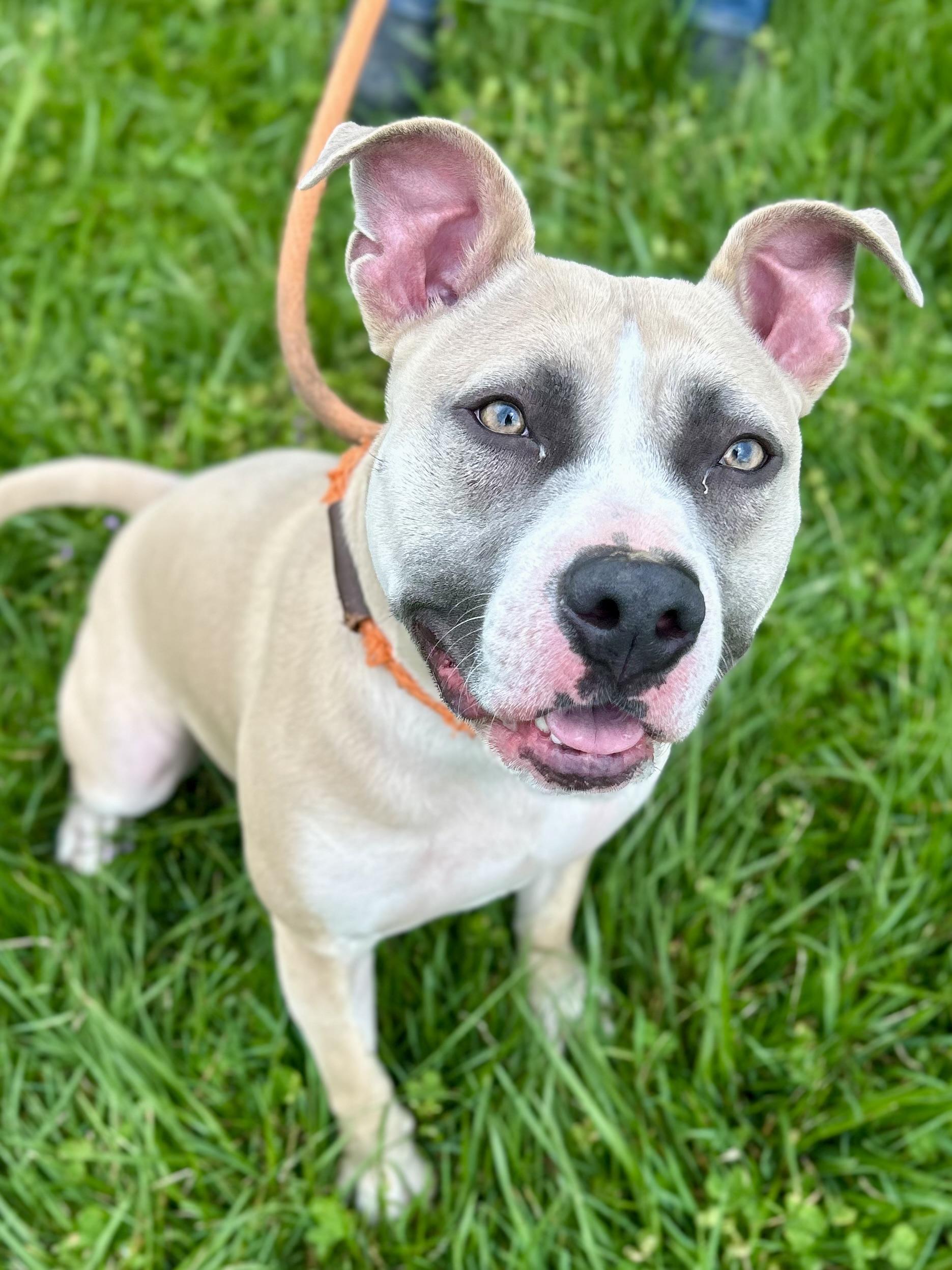 Enlarge Apollo, a ADOPTABLE Mixed Breed in Franklin, KY image 4/6